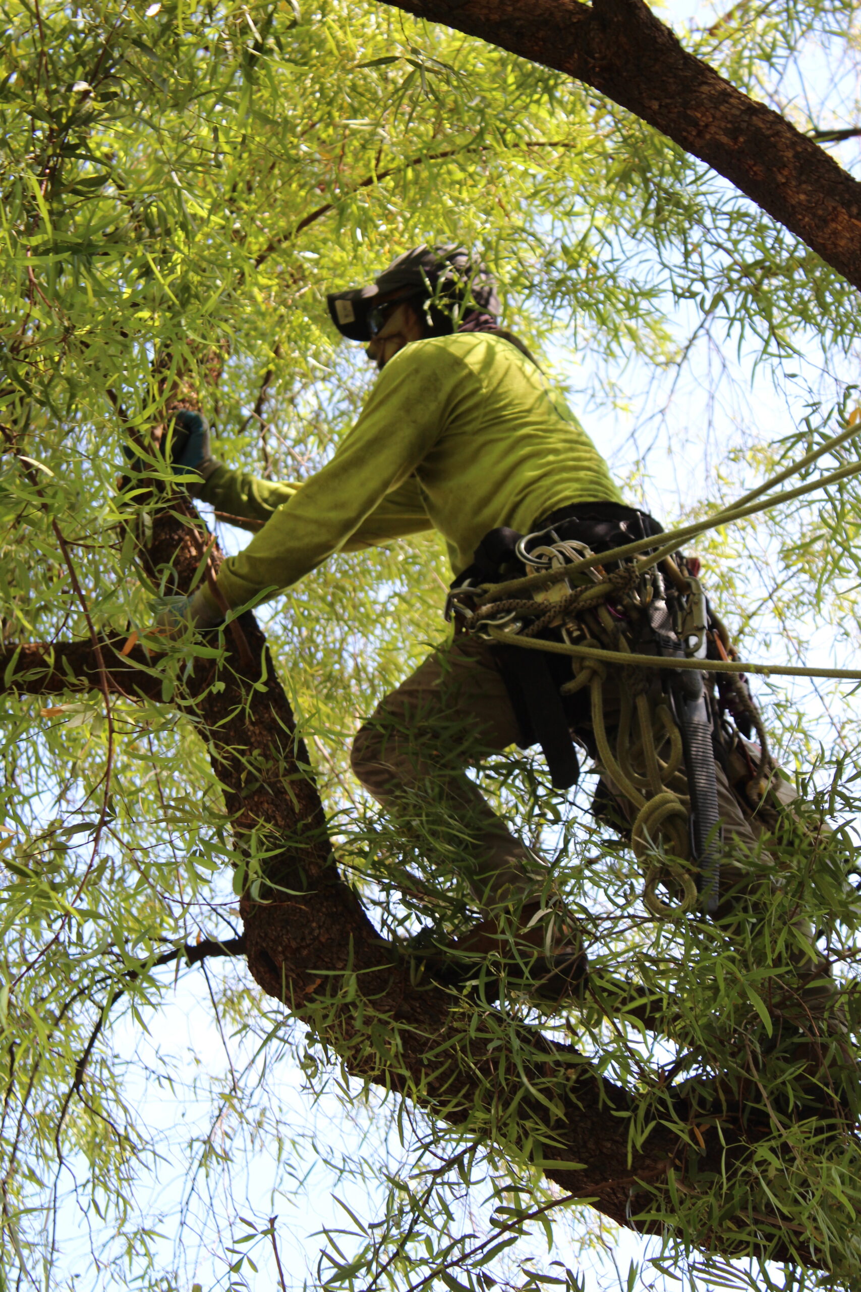 Shady Deal Tree Care Services