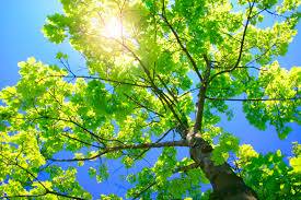 Detroit Tree Service