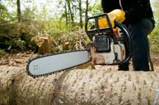 Detroit Tree Service